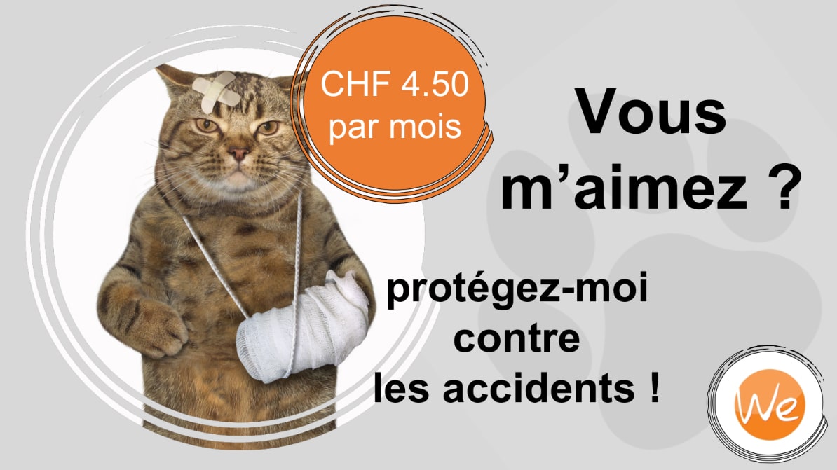 assurance accident pour chat